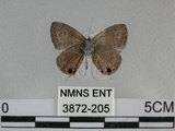 中文名:姬波紋小灰蝶(3872-205)學名:Prosotas nora formosana (Fruhstorfer, 1916)(3872-205)
