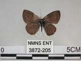 中文名:姬波紋小灰蝶(3872-205)學名:Prosotas nora formosana (Fruhstorfer, 1916)(3872-205)