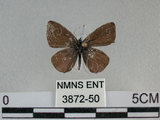 中文名:姬波紋小灰蝶(3872-50)學名:Prosotas nora formosana (Fruhstorfer, 1916)(3872-50)