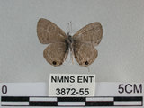 中文名:姬波紋小灰蝶(3872-55)學名:Prosotas nora formosana (Fruhstorfer, 1916)(3872-55)