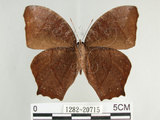 中文名:黑樹蔭蝶(森林暮眼蝶)(1282-20715)學名:Melanitis phedima polishana Fruhstorfer, 1908(1282-20715)