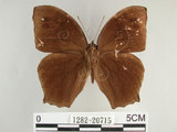 中文名:黑樹蔭蝶(森林暮眼蝶)(1282-20715)學名:Melanitis phedima polishana Fruhstorfer, 1908(1282-20715)