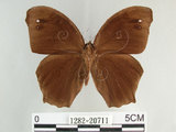 中文名:黑樹蔭蝶(森林暮眼蝶)(1282-20711)學名:Melanitis phedima polishana Fruhstorfer, 1908(1282-20711)