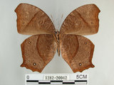 中文名:黑樹蔭蝶(森林暮眼蝶)(1282-20942)學名:Melanitis phedima polishana Fruhstorfer, 1908(1282-20942)