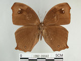 中文名:黑樹蔭蝶(森林暮眼蝶)(1282-20942)學名:Melanitis phedima polishana Fruhstorfer, 1908(1282-20942)