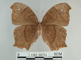 中文名:黑樹蔭蝶(森林暮眼蝶)(1282-20713)學名:Melanitis phedima polishana Fruhstorfer, 1908(1282-20713)