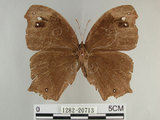 中文名:黑樹蔭蝶(森林暮眼蝶)(1282-20713)學名:Melanitis phedima polishana Fruhstorfer, 1908(1282-20713)