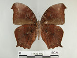 中文名:黑樹蔭蝶(森林暮眼蝶)(1432-100)學名:Melanitis phedima polishana Fruhstorfer, 1908(1432-100)