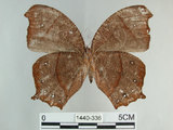 中文名:黑樹蔭蝶(森林暮眼蝶)(1440-336)學名:Melanitis phedima polishana Fruhstorfer, 1908(1440-336)