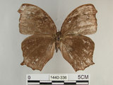 中文名:黑樹蔭蝶(森林暮眼蝶)(1440-336)學名:Melanitis phedima polishana Fruhstorfer, 1908(1440-336)