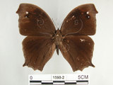 中文名:黑樹蔭蝶(森林暮眼蝶)(1593-2)學名:Melanitis phedima polishana Fruhstorfer, 1908(1593-2)