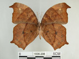 中文名:黑樹蔭蝶(森林暮眼蝶)(1606-206)學名:Melanitis phedima polishana Fruhstorfer, 1908(1606-206)