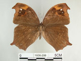中文名:黑樹蔭蝶(森林暮眼蝶)(1606-206)學名:Melanitis phedima polishana Fruhstorfer, 1908(1606-206)