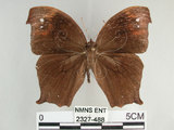中文名:黑樹蔭蝶(森林暮眼蝶)(2327-488)學名:Melanitis phedima polishana Fruhstorfer, 1908(2327-488)