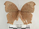 中文名:黑樹蔭蝶(森林暮眼蝶)(2880-482)學名:Melanitis phedima polishana Fruhstorfer, 1908(2880-482)