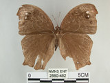 中文名:黑樹蔭蝶(森林暮眼蝶)(2880-482)學名:Melanitis phedima polishana Fruhstorfer, 1908(2880-482)