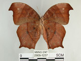 中文名:黑樹蔭蝶(森林暮眼蝶)(2909-1237)學名:Melanitis phedima polishana Fruhstorfer, 1908(2909-1237)