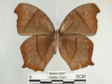 中文名:黑樹蔭蝶(森林暮眼蝶)(2909-1593)學名:Melanitis phedima polishana Fruhstorfer, 1908(2909-1593)