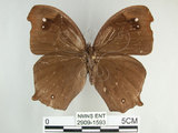 中文名:黑樹蔭蝶(森林暮眼蝶)(2909-1593)學名:Melanitis phedima polishana Fruhstorfer, 1908(2909-1593)