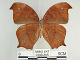 中文名:黑樹蔭蝶(森林暮眼蝶)(2909-895)學名:Melanitis phedima polishana Fruhstorfer, 1908(2909-895)