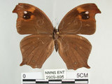 中文名:黑樹蔭蝶(森林暮眼蝶)(2909-895)學名:Melanitis phedima polishana Fruhstorfer, 1908(2909-895)