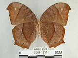 中文名:黑樹蔭蝶(森林暮眼蝶)(2909-1239)學名:Melanitis phedima polishana Fruhstorfer, 1908(2909-1239)