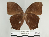 中文名:黑樹蔭蝶(森林暮眼蝶)(2909-1576)學名:Melanitis phedima polishana Fruhstorfer, 1908(2909-1576)