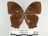 中文名:黑樹蔭蝶(森林暮眼蝶)(2909-1576)學名:Melanitis phedima polishana Fruhstorfer, 1908(2909-1576)