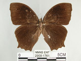 中文名:黑樹蔭蝶(森林暮眼蝶)(2909-1761)學名:Melanitis phedima polishana Fruhstorfer, 1908(2909-1761)