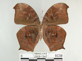 中文名:黑樹蔭蝶(森林暮眼蝶)(2909-1347)學名:Melanitis phedima polishana Fruhstorfer, 1908(2909-1347)