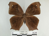 中文名:黑樹蔭蝶(森林暮眼蝶)(2909-1347)學名:Melanitis phedima polishana Fruhstorfer, 1908(2909-1347)