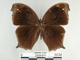 中文名:黑樹蔭蝶(森林暮眼蝶)(2909-671)學名:Melanitis phedima polishana Fruhstorfer, 1908(2909-671)