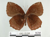中文名:紫蛇目蝶(藍紋鋸眼蝶)(1282-21293)學名:Elymnias hypermnestra hainana Moore, 1878(1282-21293)