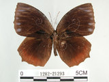 中文名:紫蛇目蝶(藍紋鋸眼蝶)(1282-21293)學名:Elymnias hypermnestra hainana Moore, 1878(1282-21293)