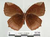 中文名:紫蛇目蝶(藍紋鋸眼蝶)(1282-21029)學名:Elymnias hypermnestra hainana Moore, 1878(1282-21029)
