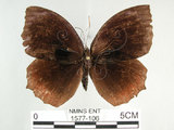 中文名:紫蛇目蝶(藍紋鋸眼蝶)(1577-106)學名:Elymnias hypermnestra hainana Moore, 1878(1577-106)