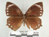中文名:紫蛇目蝶(藍紋鋸眼蝶)(1583-20)學名:Elymnias hypermnestra hainana Moore, 1878(1583-20)