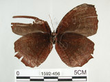 中文名:紫蛇目蝶(藍紋鋸眼蝶)(1592-456)學名:Elymnias hypermnestra hainana Moore, 1878(1592-456)