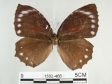 中文名:紫蛇目蝶(藍紋鋸眼蝶)(1592-466)學名:Elymnias hypermnestra hainana Moore, 1878(1592-466)