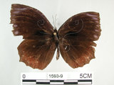 中文名:紫蛇目蝶(藍紋鋸眼蝶)(1593-9)學名:Elymnias hypermnestra hainana Moore, 1878(1593-9)