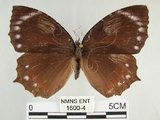 中文名:紫蛇目蝶(藍紋鋸眼蝶)(1600-4)學名:Elymnias hypermnestra hainana Moore, 1878(1600-4)