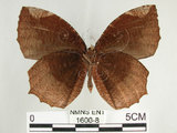 中文名:紫蛇目蝶(藍紋鋸眼蝶)(1600-8)學名:Elymnias hypermnestra hainana Moore, 1878(1600-8)