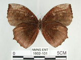 中文名:紫蛇目蝶(藍紋鋸眼蝶)(1602-101)學名:Elymnias hypermnestra hainana Moore, 1878(1602-101)