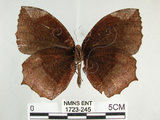中文名:紫蛇目蝶(藍紋鋸眼蝶)(1723-245)學名:Elymnias hypermnestra hainana Moore, 1878(1723-245)