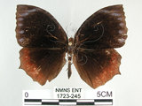 中文名:紫蛇目蝶(藍紋鋸眼蝶)(1723-245)學名:Elymnias hypermnestra hainana Moore, 1878(1723-245)