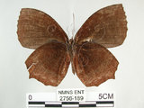 中文名:紫蛇目蝶(藍紋鋸眼蝶)(2756-189)學名:Elymnias hypermnestra hainana Moore, 1878(2756-189)