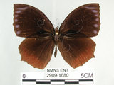 中文名:紫蛇目蝶(藍紋鋸眼蝶)(2909-1680)學名:Elymnias hypermnestra hainana Moore, 1878(2909-1680)