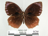 中文名:紫蛇目蝶(藍紋鋸眼蝶)(2909-18)學名:Elymnias hypermnestra hainana Moore, 1878(2909-18)