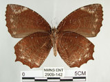 中文名:紫蛇目蝶(藍紋鋸眼蝶)(2909-142)學名:Elymnias hypermnestra hainana Moore, 1878(2909-142)