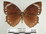 中文名:紫蛇目蝶(藍紋鋸眼蝶)(2909-336)學名:Elymnias hypermnestra hainana Moore, 1878(2909-336)